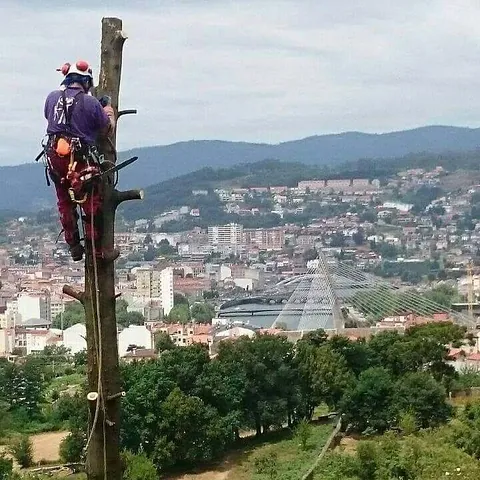 Arboricultura Gaia talla en altura